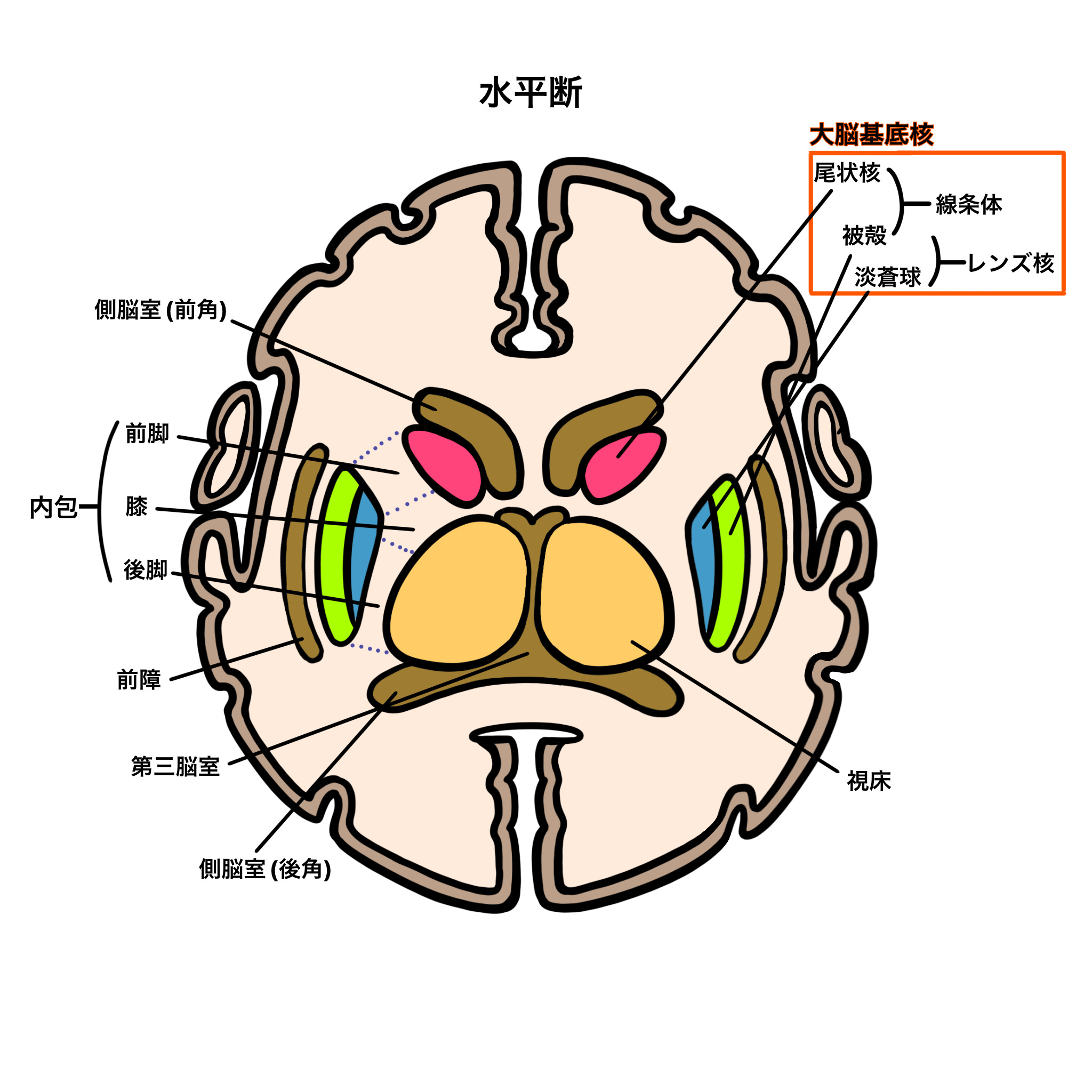 大脳基底核